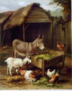 unknow artist Cocks and Sheep 129 oil painting picture wholesale